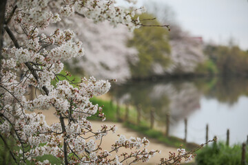 川沿いの桜の花