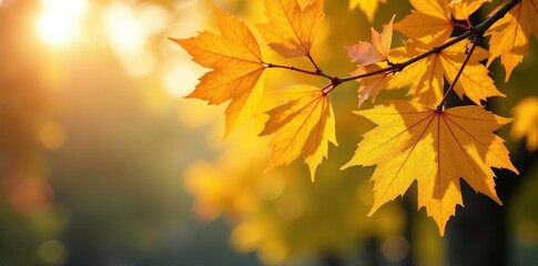 Obraz premium Yellow autumn tree branches sway gently in the morning light, soft, leaf, morning