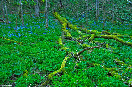 Mayapple and Phlox in Whiteoak Sink in the Great Smoky Mountains National Park