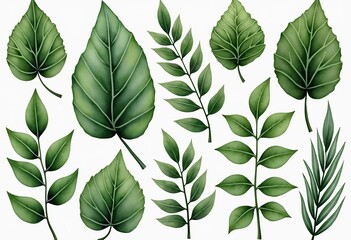 Fototapeta premium Greenery Watercolor Elements: Botanical Vector Set of Isolated Leaves for Design on White Background - Ideal for Spring & Summer Themed Projects.