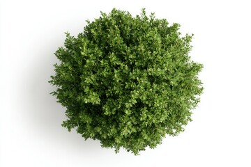 Top view of a lush green bush