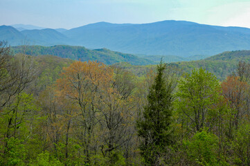 Early Spring View from the Motor Nature Trail in the Great Smoky Mountains National Park