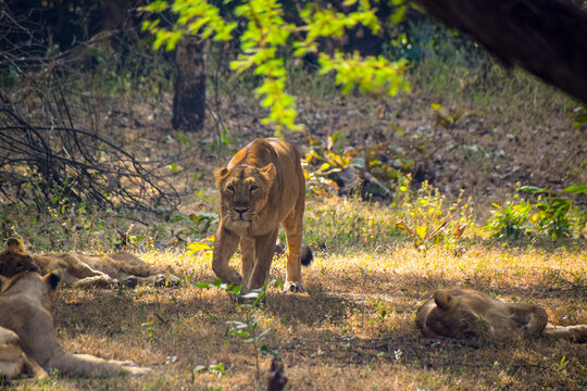 Lion resting in a grassland in Jungle 