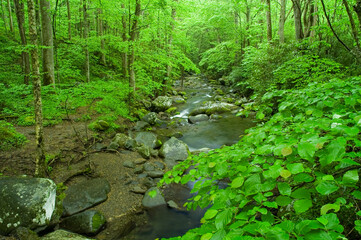 Fototapeta premium Roaring Fork, Springtime in the Great Smoky Mountains National Park
