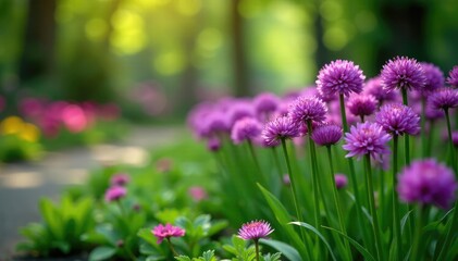 Obraz premium Purple alliums adding a pop of color to a shaded garden, flowers in shade, spring flowers