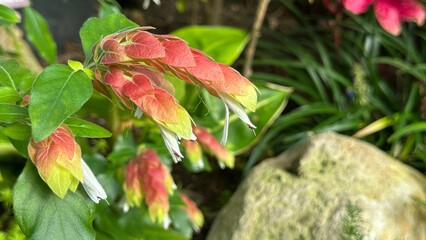 Close-up of Shrimp plant (Justicia) blooming in greenhouse