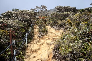 Mountain Trail with Rocky Path and Lush Vegetation, Mt. Kinabalu, Sabah, Malaysia