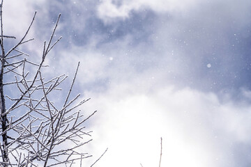 樹氷と冬の空が織りなす幻想的な風景