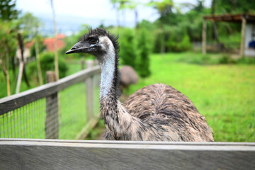 Ostrich standing at the farm, in close up