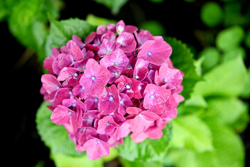 Obraz premium Fresh colorful Hortensia flower, with bokeh background