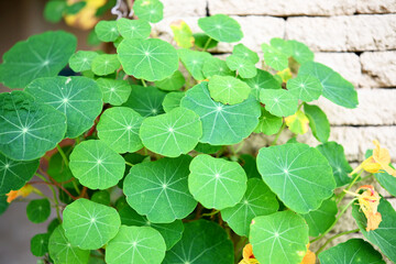 Wild green plant growth fresh, on white stone wall
