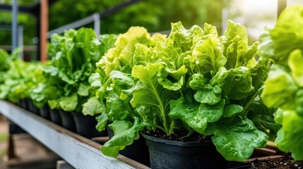Fresh Green Lettuce Plants Growing Healthy in Pots on a Sunny Day Outdoors