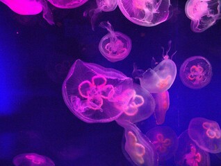 Pink Jellyfish