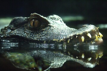 close up of a crocodile and reflection in water