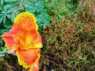 Yellow King Humbert flowers bloom on the side of the road and there are water droplets on them...