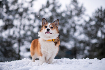 Pembroke Welsh Corgi walking in the snow in the park on a frosty winter day. Background of coniferous trees. Happy dog. Cheerful, fussy dogs. Cynology, training