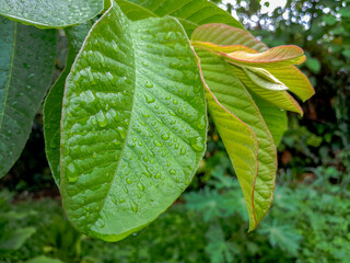 Closeup of raindrops on guava tree leaves