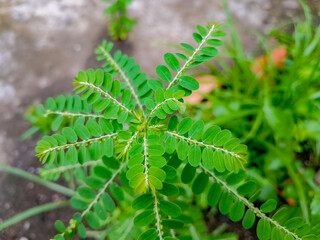 Top view of meniran plant or Phyllanthus Niruri Herb