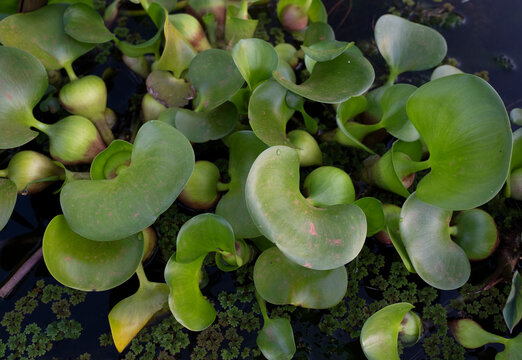 South American aquatic flora. Top view of Eichhornia azurea, also known as Camalote, green leaves growing in the pond