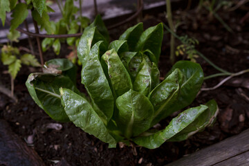 Fresh edible ingredients growing in the kitchen garden. Closeup view of green radicchio leaves growing in the orchard
