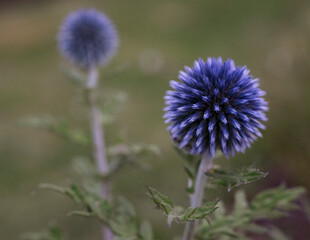 Thistle flowers in the field. Closeup view of Echinops ritro, known as globe thistle, round purple flowers blooming in the garden	
