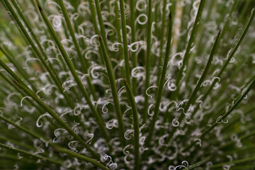 Cactus background. Closeup view of Agave filifera, also known as thread agave, green leaves with white stripes
