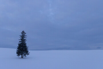 北海道美瑛-冬のクリスマスツリーの木-