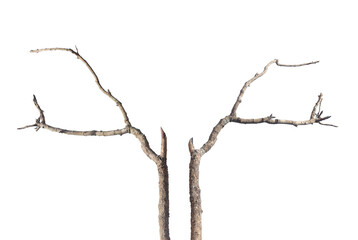 Dead branch or dry tree isolated on white background.	
