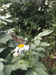 butterfly on flower