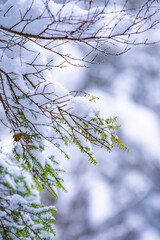 長野県南木曽町　冬の柿其渓谷の景色