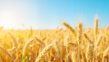 Fototapeta premium Golden wheat field under a clear blue sky