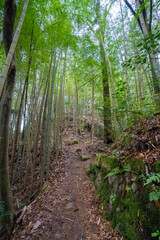 Obraz premium 岐阜県中津川市 冬の苗木城