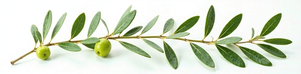 Fresh olive branch leaves with delicate veins and a gentle texture on white background, plant, leafy, olive