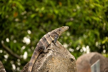 lizard on a rock