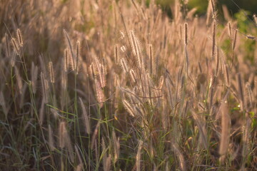 Fototapeta premium Flowers by the roadside sway in the wind, Sunlight Nature flower grass roadside grass, Feather Reed Grass Sunlight