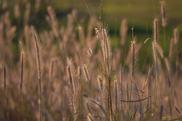 Flowers by the roadside sway in the wind, Sunlight Nature flower grass roadside grass, Feather Reed Grass Sunlight