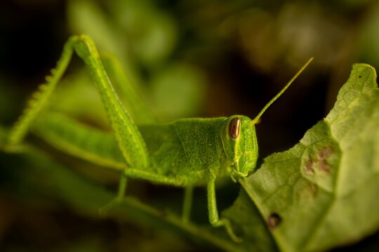 Cricket eating - Powered by Adobe