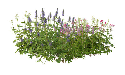 bistorta officinalis flowers isolated on white background