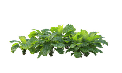fresh herbs on white background