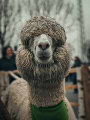 Alpaca © Grzegorz
