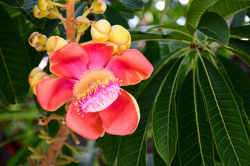 red tropical flower