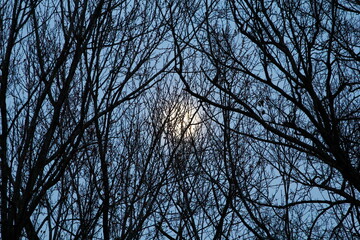 The Moon Behind a Web of Tree Branches