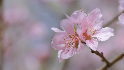 pink cherry blossoms