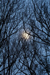 The Moon Behind a Web of Tree Branches