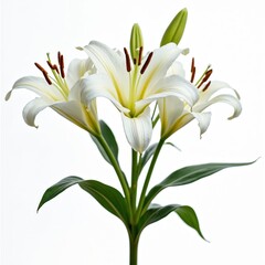 Elegant white lily flower isolated on white background. Floral design element. Plant with stem, green leaves, petals, stamen. Symbol of love, purity, innocence, sympathy. Use for card, bouquet.