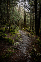 Moss Covered Rock Outcropping Along The Dark Forney Ridge Trail In Great Smoky Mountains