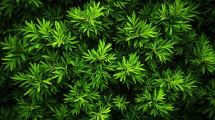 Lush green foliage in a vibrant natural setting