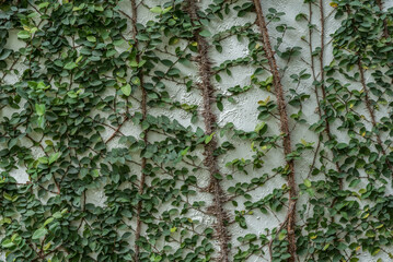 Climber tree on the wall