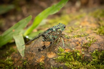 Cicada on grass