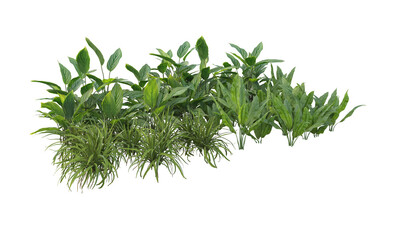fresh herbs on white background
